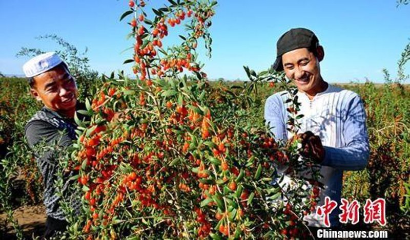 湖北省甘肃商会：一个促进两地经济文化交流的重要平台